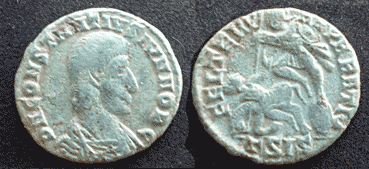 Constantius gallus