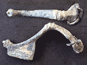 Fibula